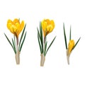 Spring flowers, crocus. Vector illustration.